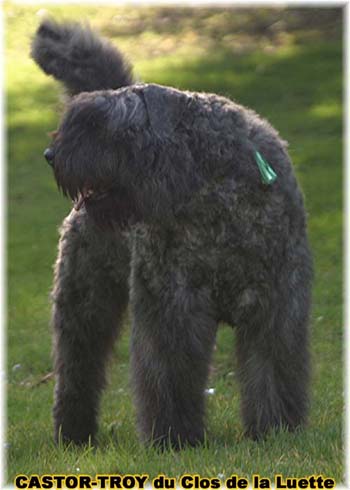 bouvier des flandres du clos de la luette - copyright déposé